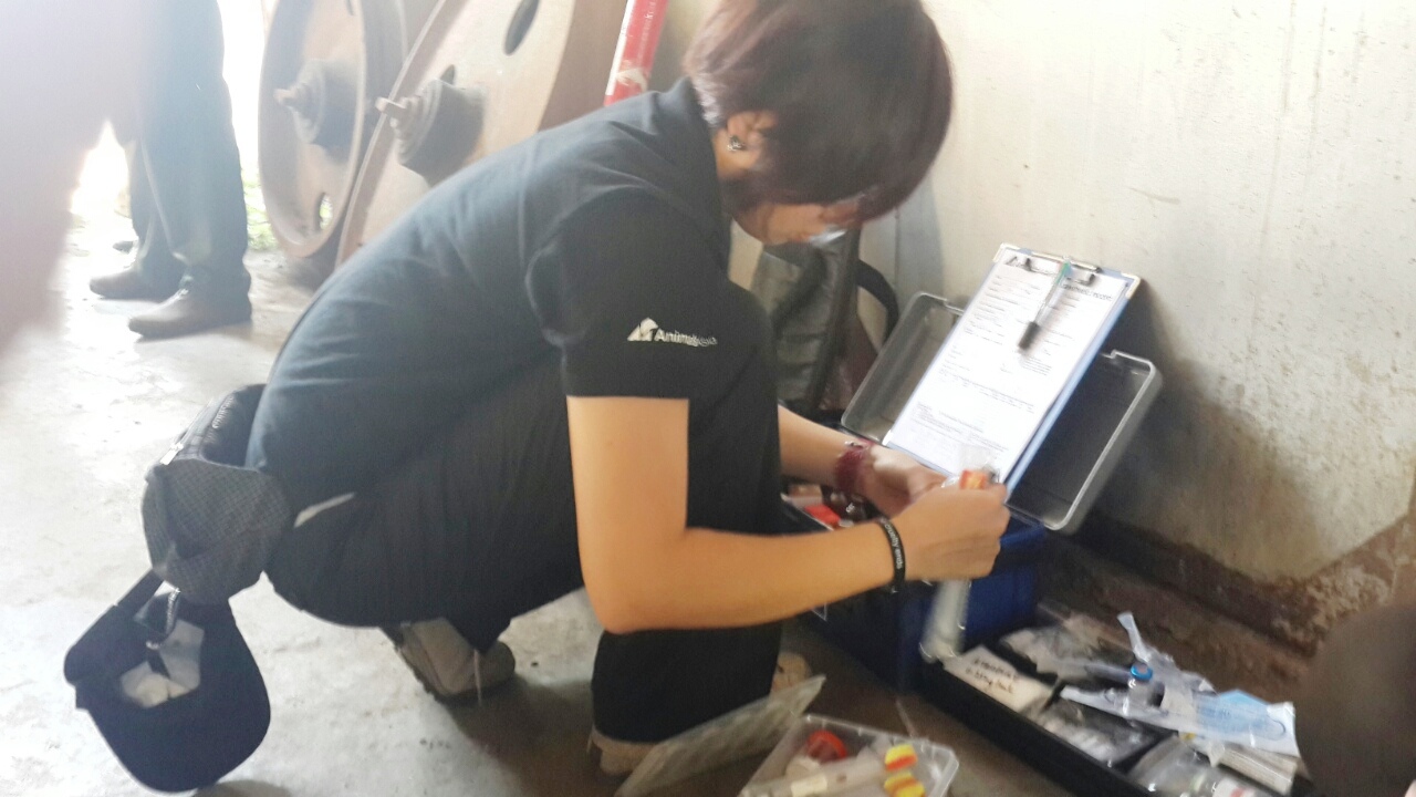 Cứu[-]hộ[-]thành[-]công[-]hai[-]cá[-]thể[-]gấu[-]ngựa[-]tại[-]thị[-]xã[-]An[-]Khê,[-]tỉnh[-]Gia[-]Lai